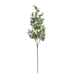 Eucalyptus grein h: 69cm