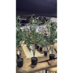 Ólífutré í potti h: 90cm