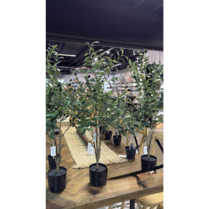 Ólífutré í potti h: 90cm