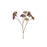 Eupatorium - beige, 57cm