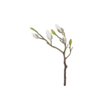 Magnolia hvít h:73cm