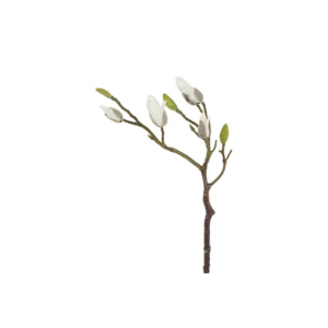Magnolia hvít h:73cm