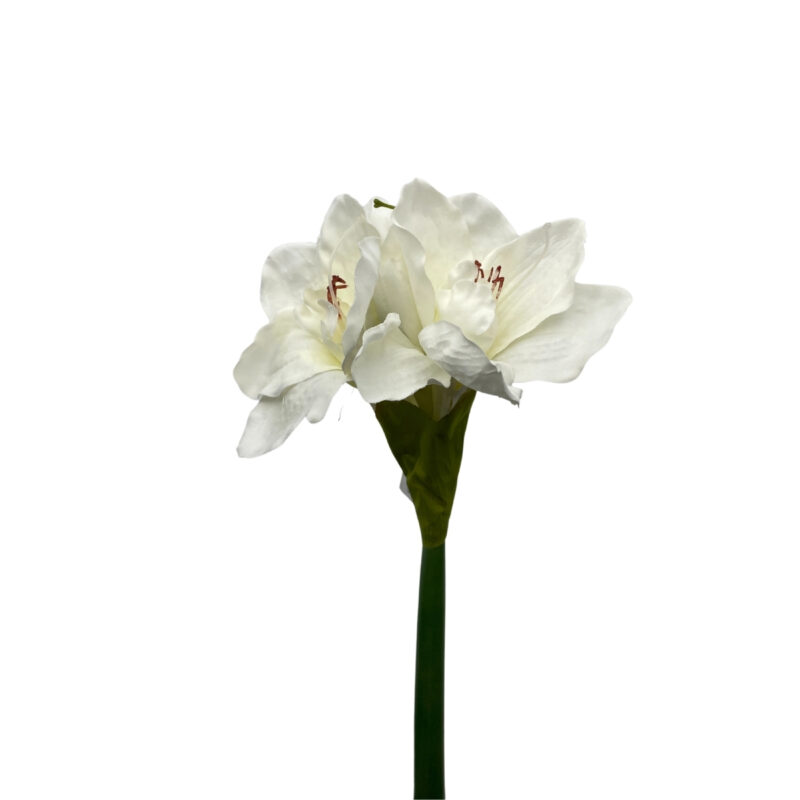 Amaryllis - hvítur h:66cm