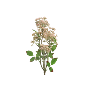 Kirsuberjagrein - rós h: 58cm