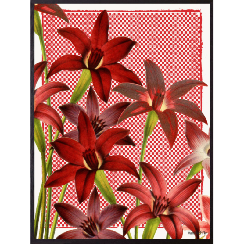 Mynd - Red Coneflower, 30x40cm