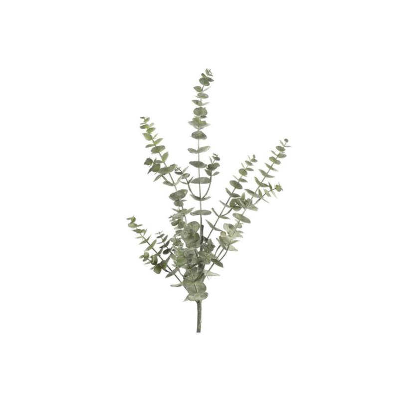 Eucalyptus  grein H:75cm