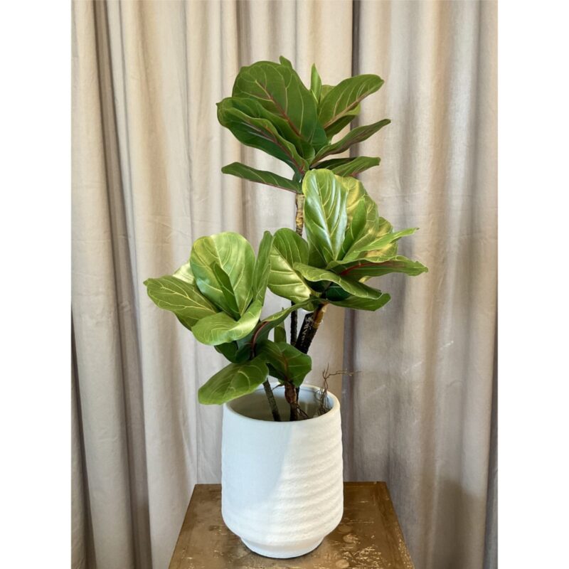Fíkjutré í potti, h: 65cm - Image 3