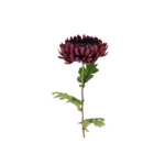 Chrysanthemum ,lilla h: 76cm