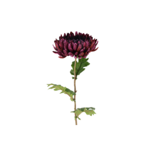 Chrysanthemum ,lilla h: 76cm