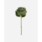 HYDRANGEA - græn-blátt blóm