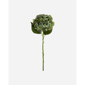 HYDRANGEA - græn-blátt blóm