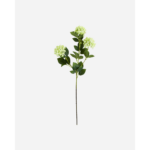 VIBURNUM - Grænt blóm