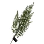 Burknagrein, 89cm