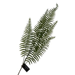 Burknagrein, 89cm