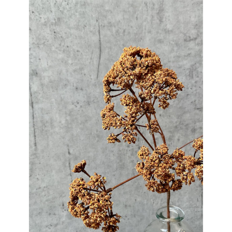 Eupatorium - brún, 57cm - Image 4