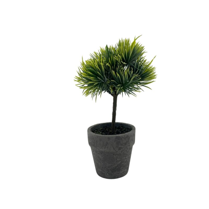 Ceder tré í potti h:19cm