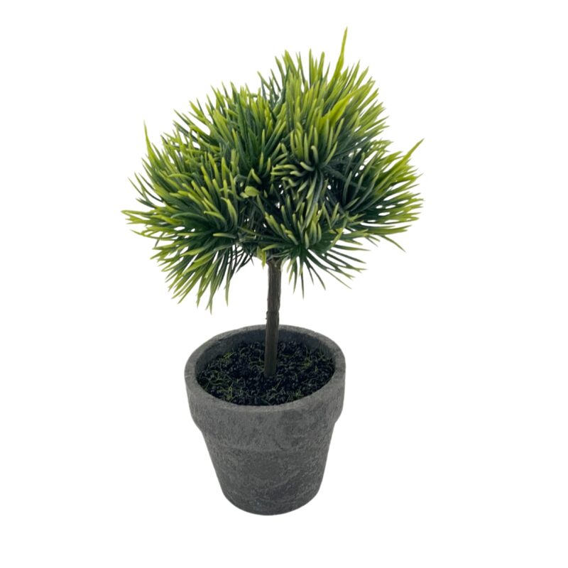 Ceder tré í potti h:19cm - Image 2