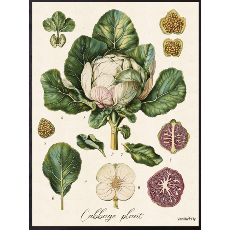 Mynd - Cabbage