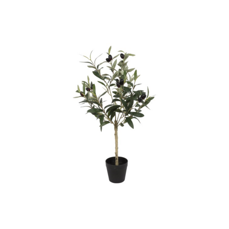 Ólífutré í potti - h: 65cm