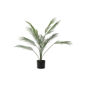 Burkni í potti h: 95cm