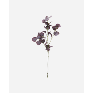 EUCALYPTUS - burgundy