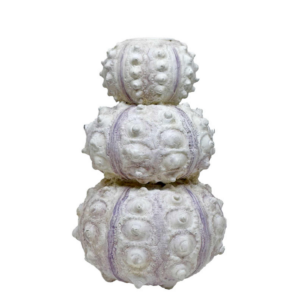 SÆBJÚGA - Kertastjaki