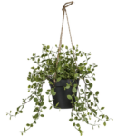 Pottaplanta - Pletter 31cm
