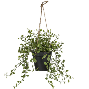 Pottaplanta - Pletter 31cm