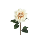 Dahlia - krem h: 71cm