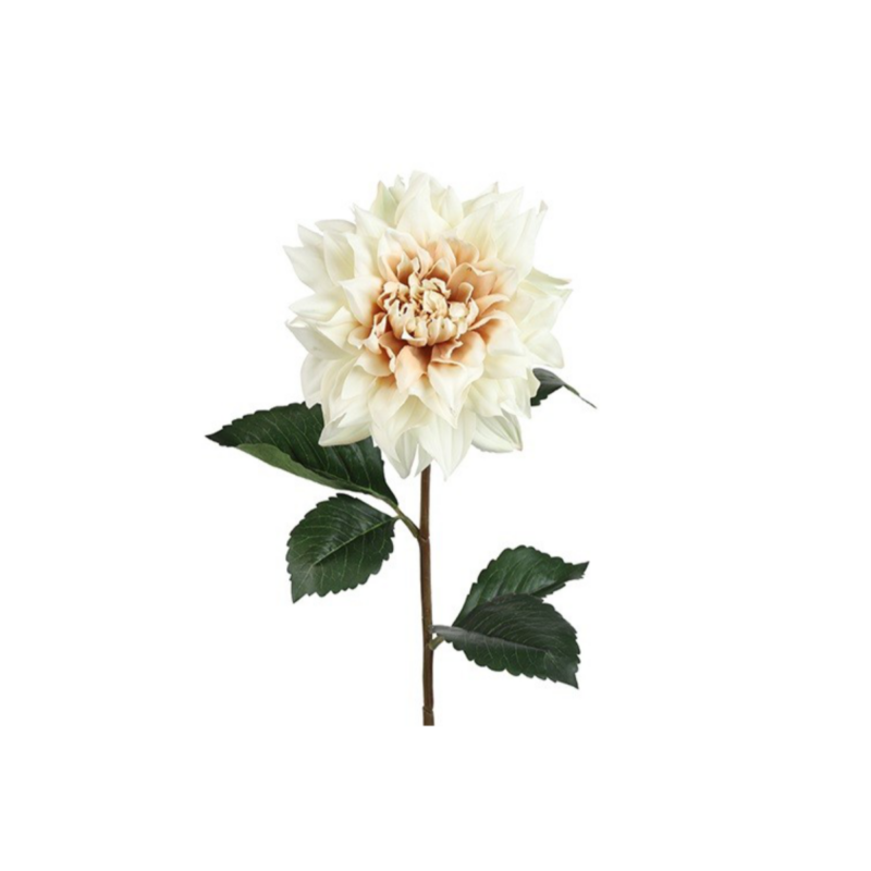 Dahlia - krem h: 71cm