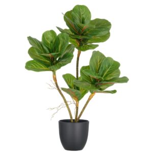 Fíkjutré í potti, h: 65cm