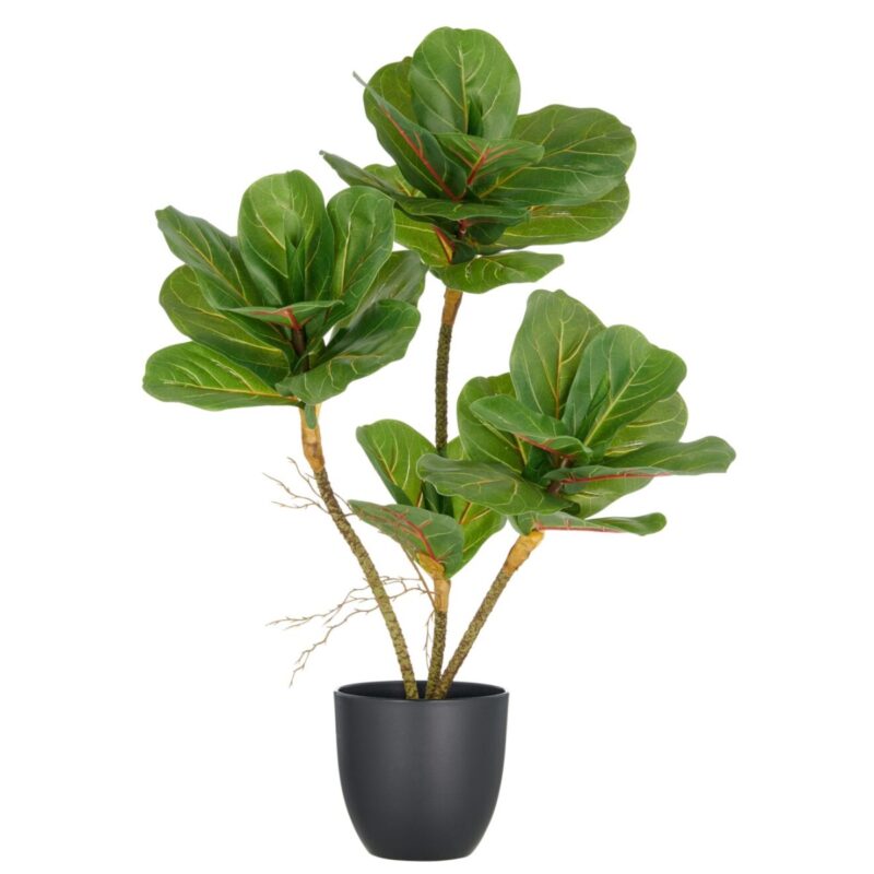 Fíkjutré í potti, h: 65cm