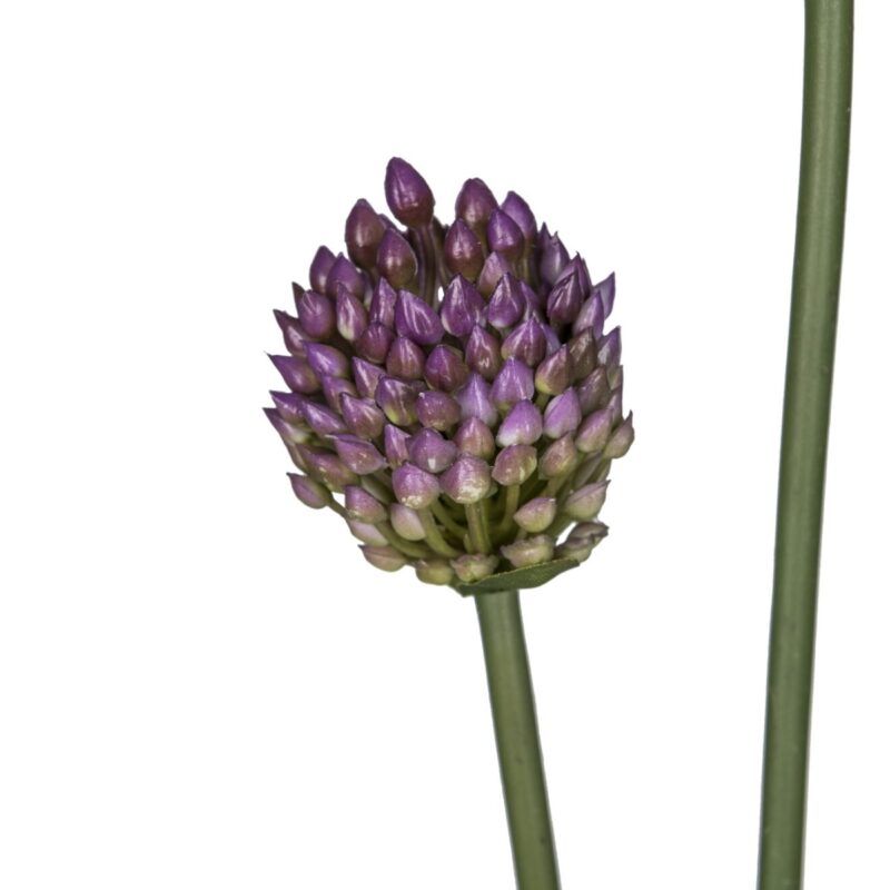Allium búnt - fjólublátt, 66cm - Image 2