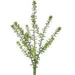 Sedum runni h: 41cm