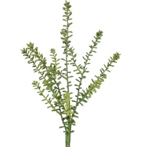 Sedum runni h: 41cm