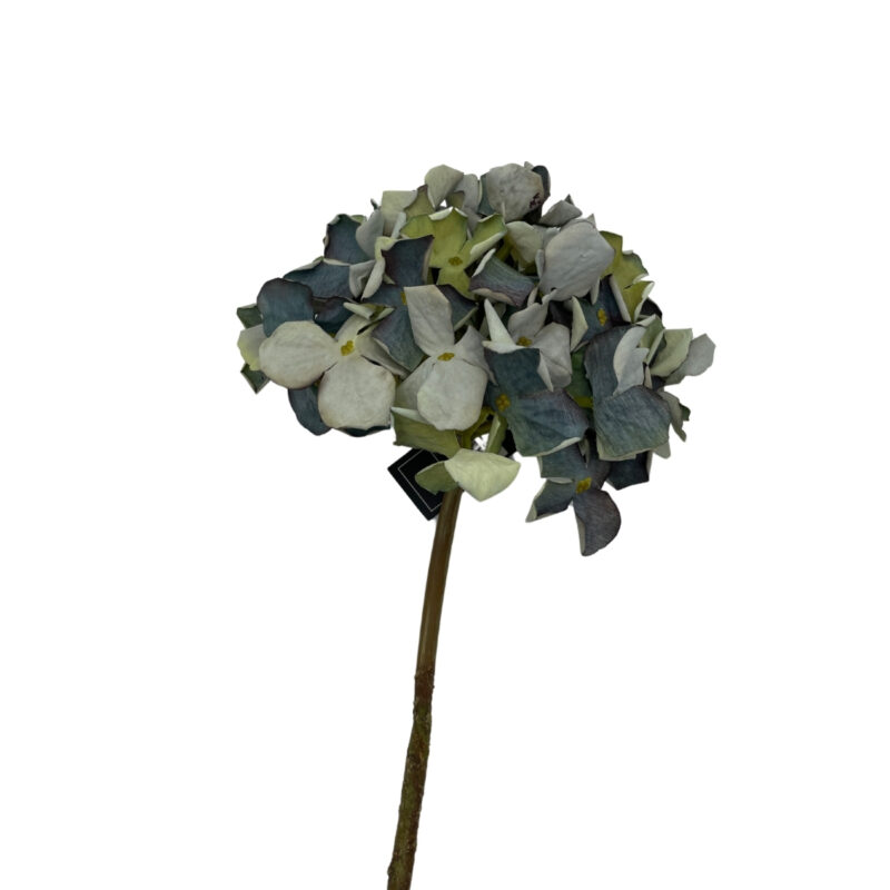 Hortensia blá h:62cm