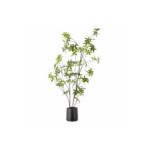 Palmatum planta í potti