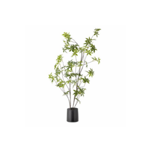 Palmatum planta í potti
