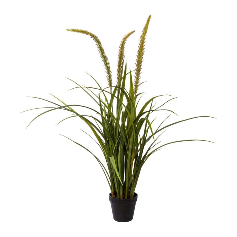 Miscanthus gras, 90cm