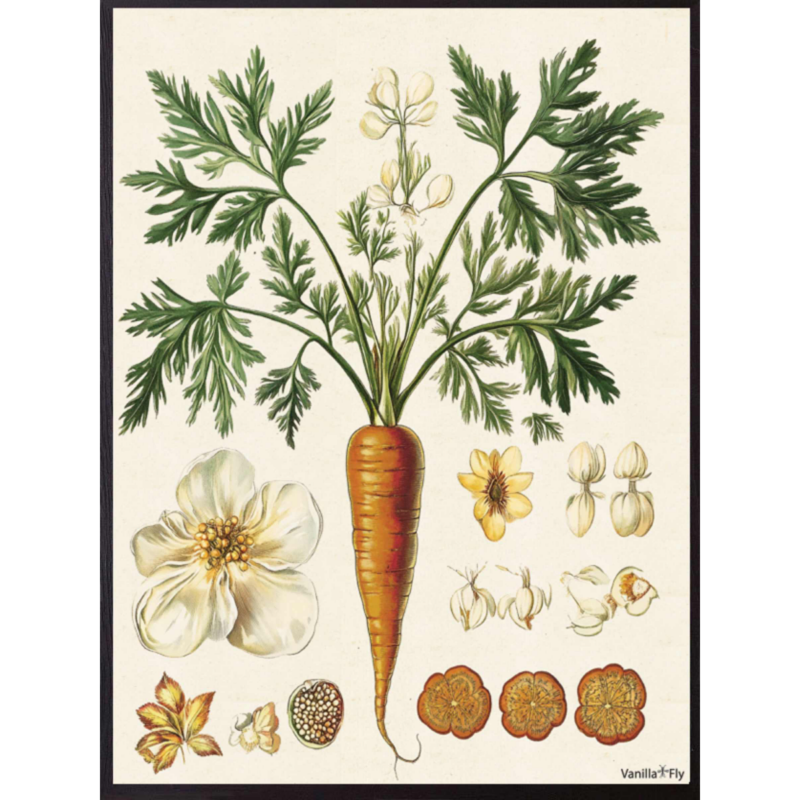 Mynd - Carrot