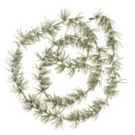 Cedar - grenilengja 150cm