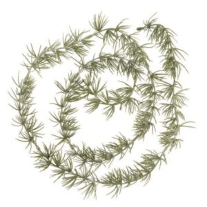 Cedar - grenilengja 150cm
