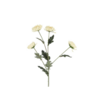 Krýsantemum - krem h: 83cm