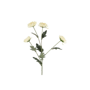 Krýsantemum - krem h: 83cm