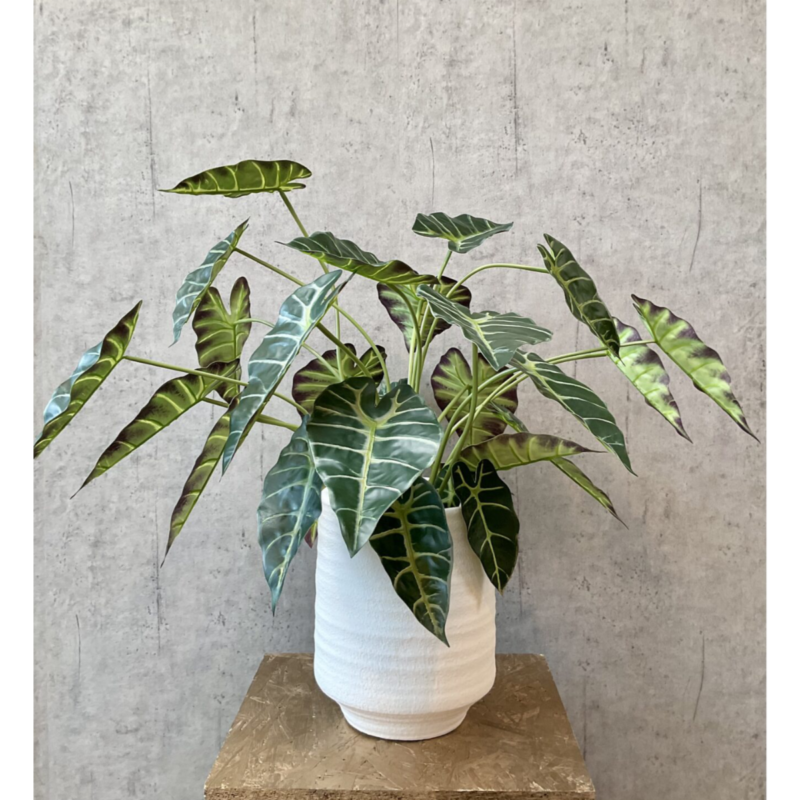 Alocasia í potti h: 68cm - Image 2