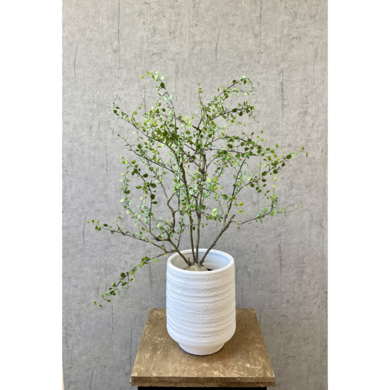 Muhlenbeckia blettir í potti h: 91cm - Image 3