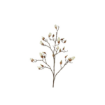 Magnolia hvít h:108cm