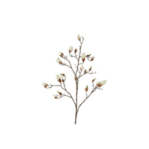 Magnolia hvít h:108cm