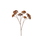 Eupatorium - brún, 57cm
