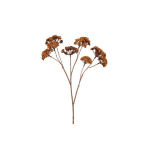 Eupatorium - brún, 57cm